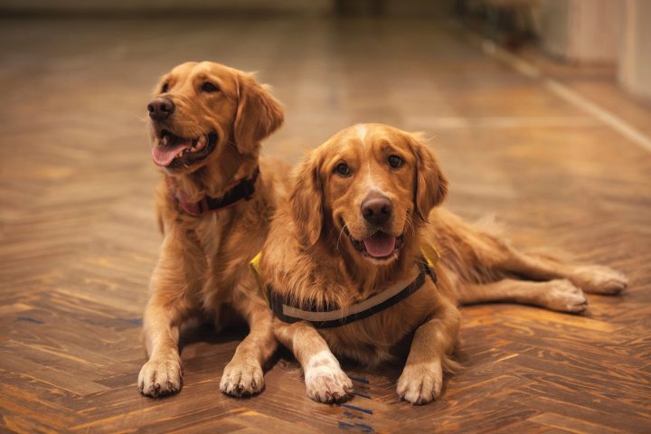 Preventing Dog Nail Damage: Wood Floor Care Tips