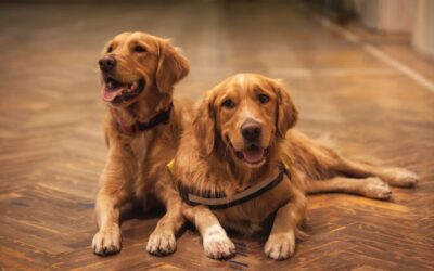 Preventing Dog Nail Damage: Wood Floor Care Tips